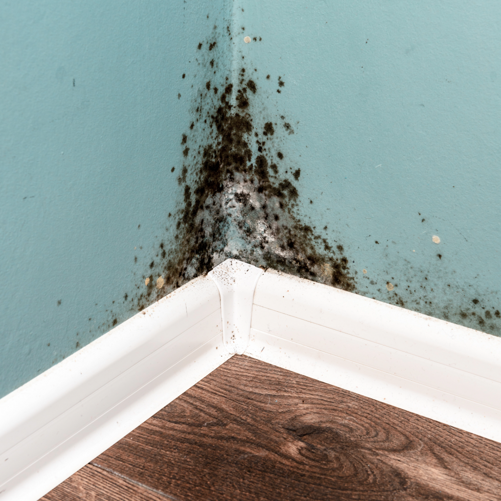 The hidden dangers of Mould.