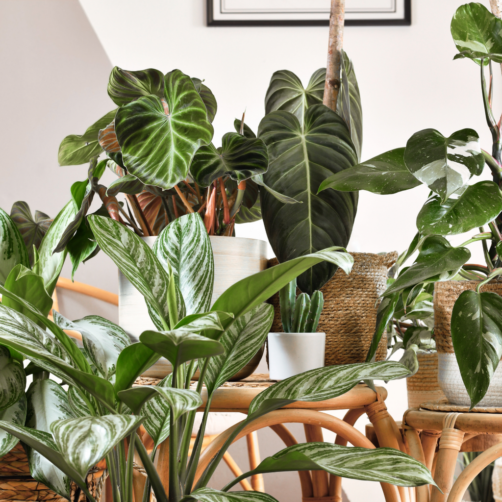 How Indoor Plants Can Benefit You