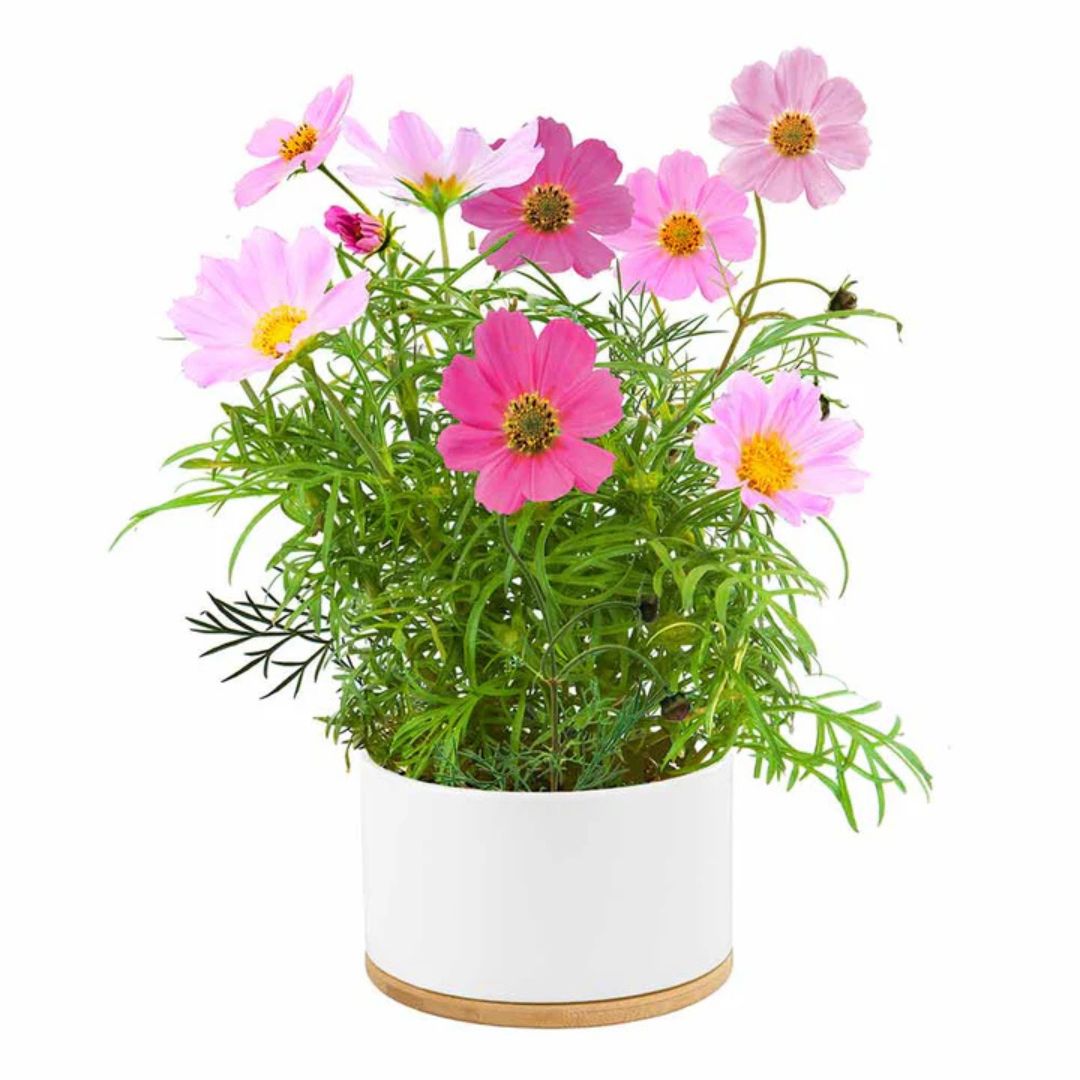 Urban Greens - Mixed Dwarf Cosmos Growing Kit