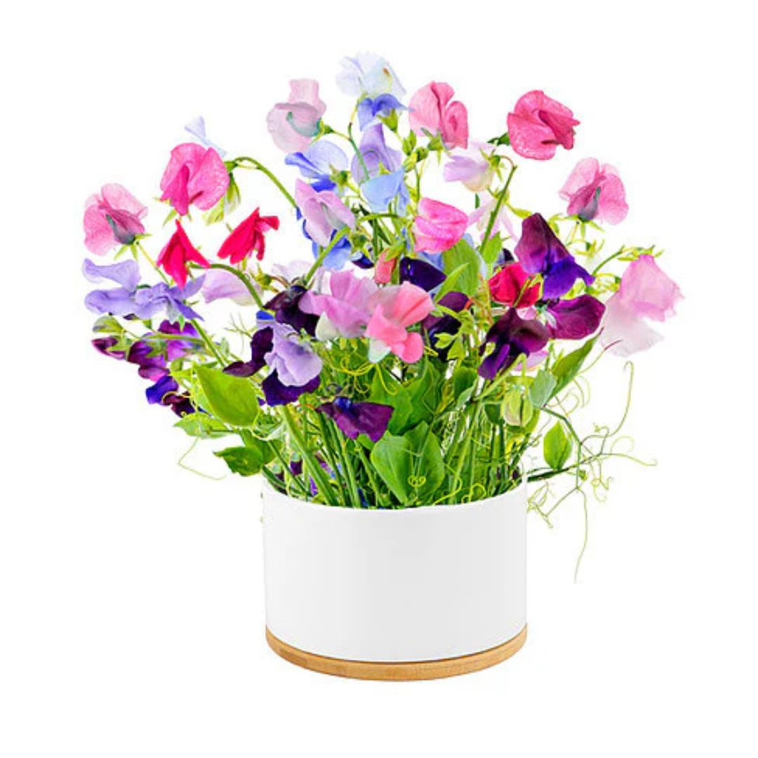 Urban Greens - Fragrant Sweet Pea Growing Kit